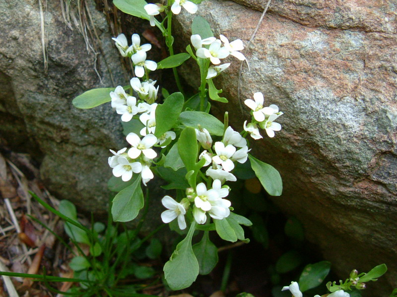 Sorgenti del Secchia - Cardamine resedifolia